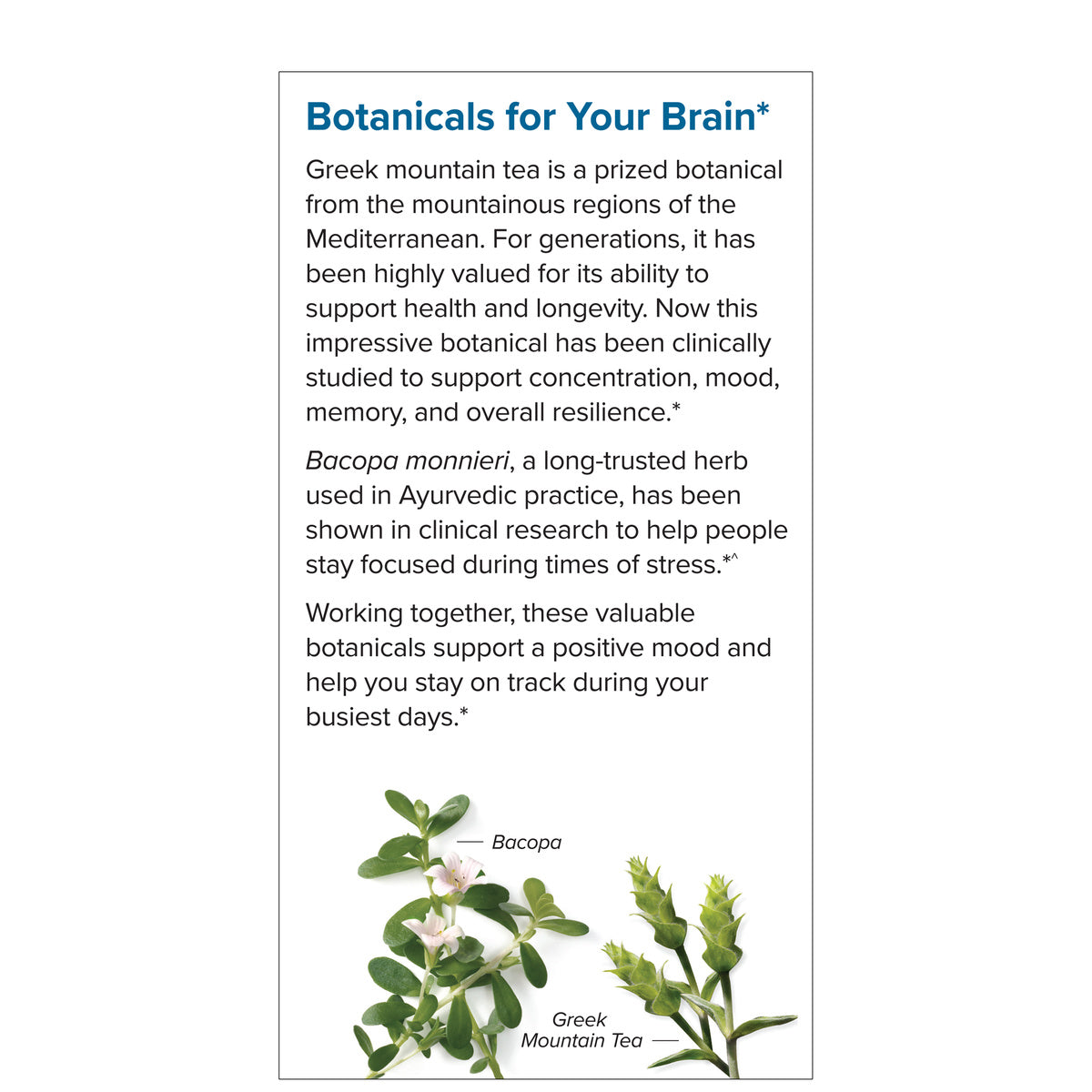 GMT23 Greek Mountain Tea + Bacopa (30)