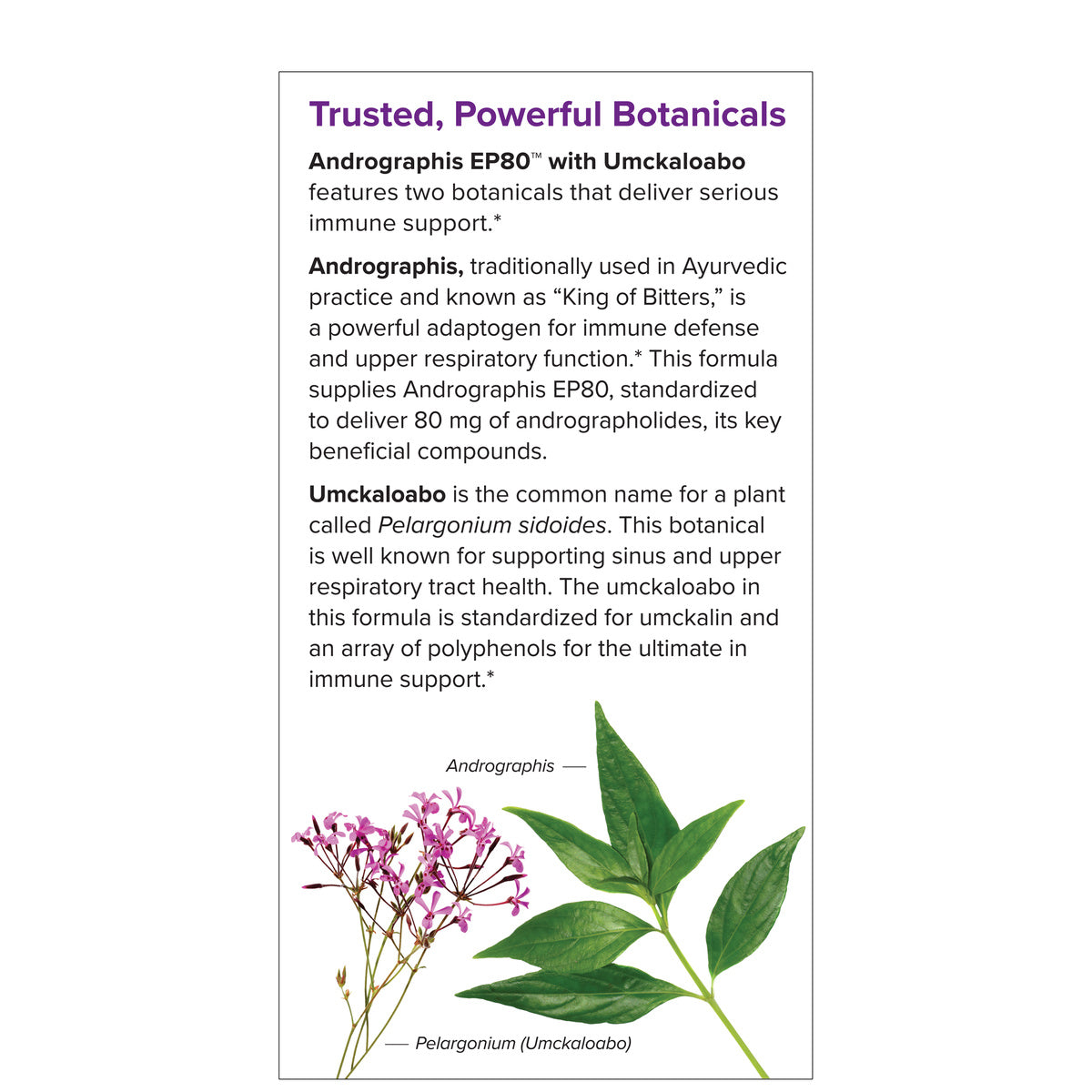 ANDROGRAPHIS EP80 WITH UMCKALOABO (60)